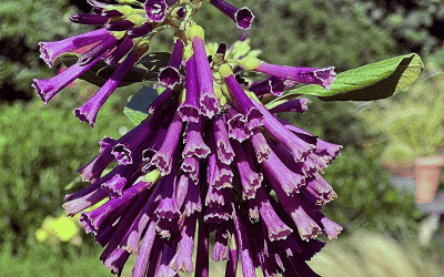 Tasty meals, New Plant Discoveries and a Dormant Period