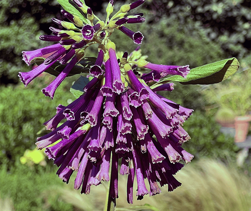 Tasty meals, New Plant Discoveries and a Dormant Period
