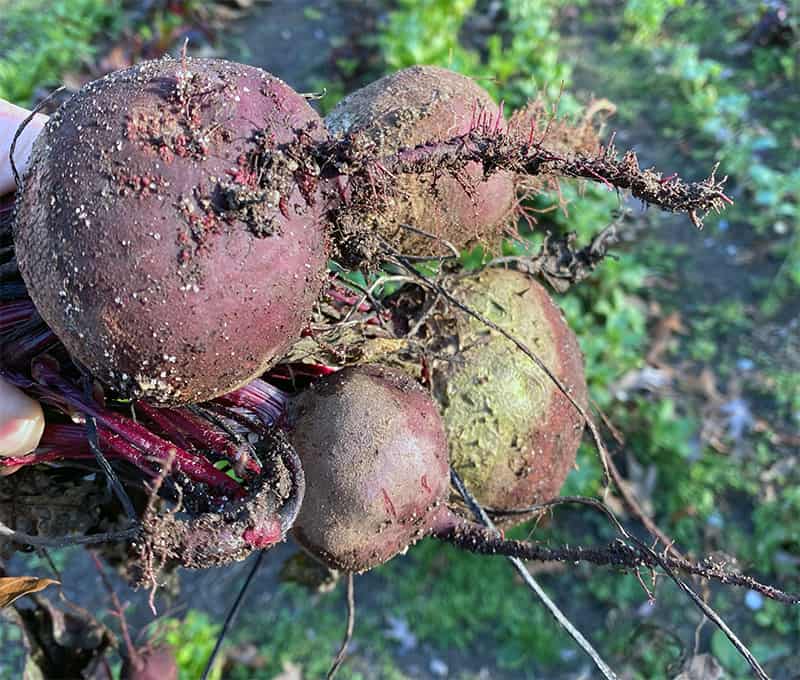 Raw beets have an earthy flavor.