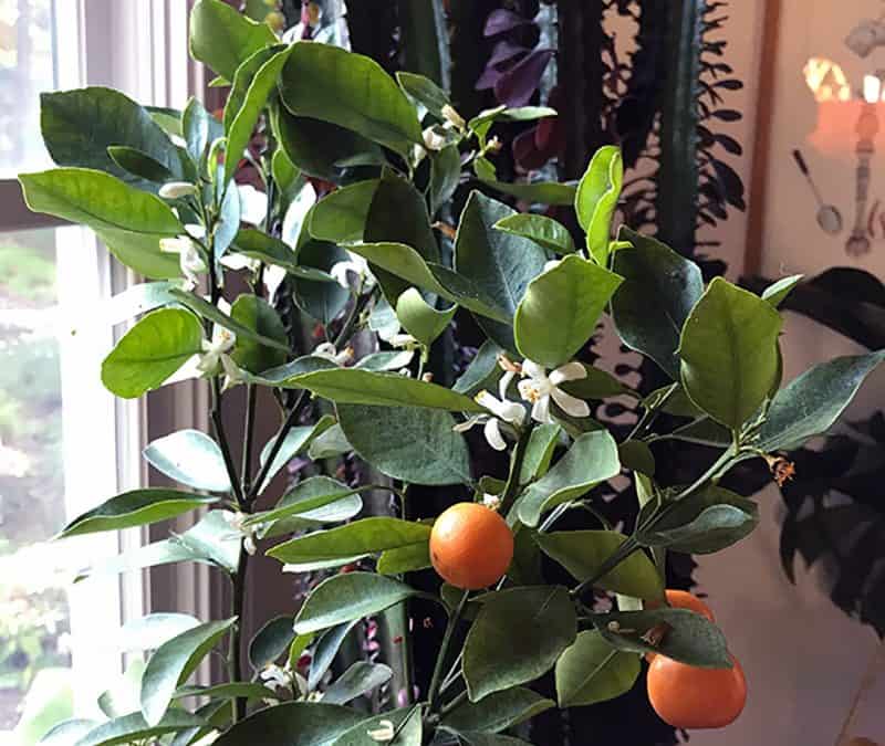Mulch killing weeds, Citrus from Seeds, and a Robot Weeder