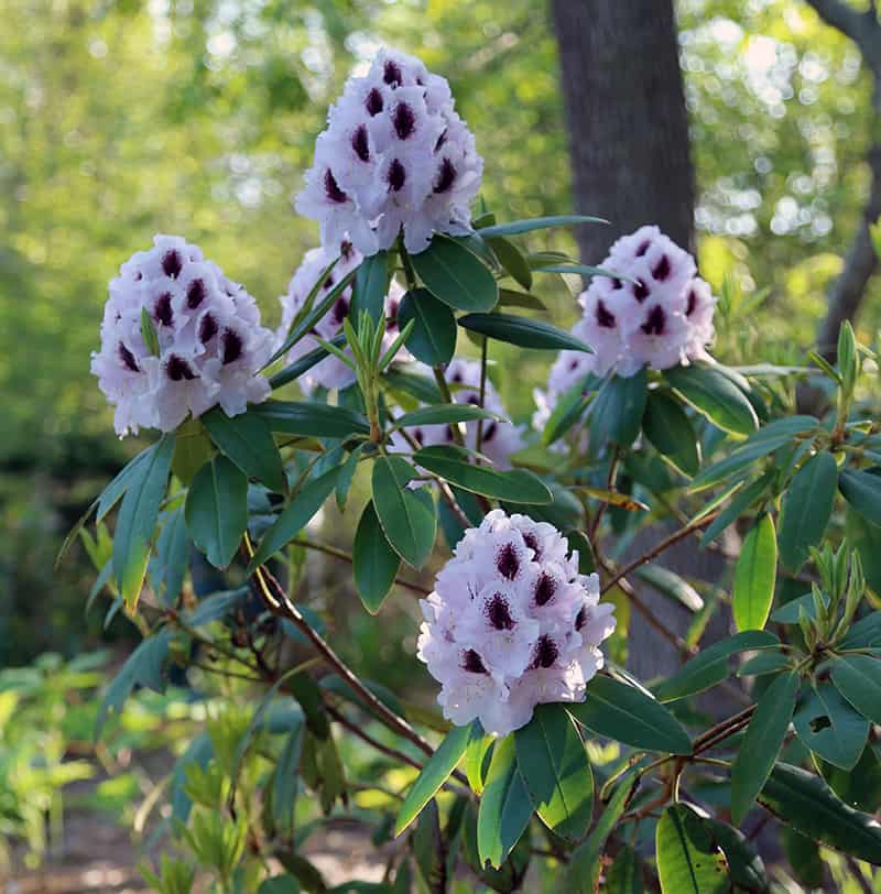 Calsap rhododendron flowers pale lavender with a dark purple  center