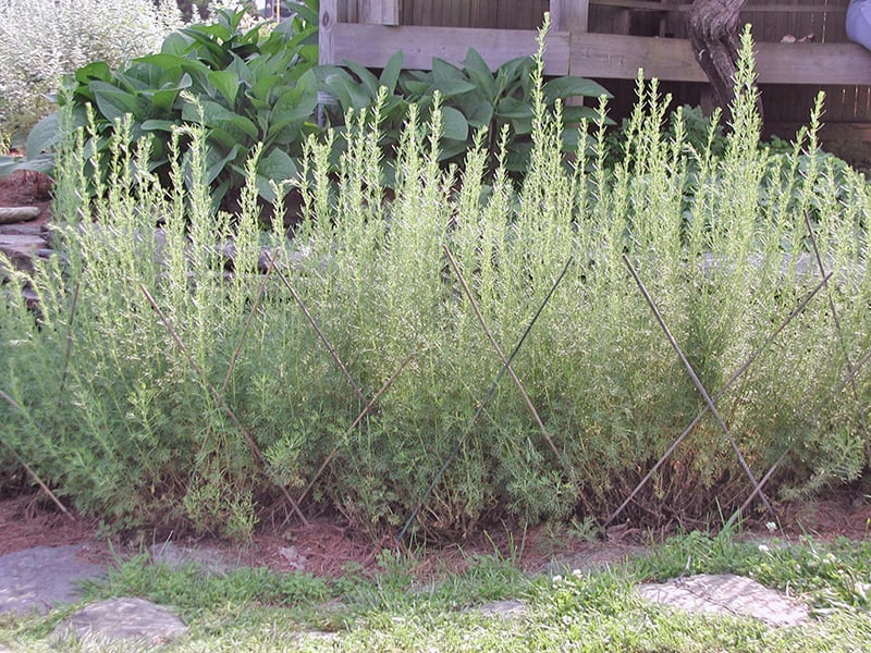 Mint, Harvesting Garlic, and Plant Supports