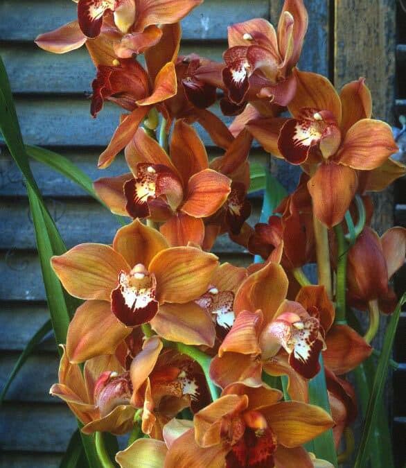 Cymbidiums, Shamrocks, Spring Edibles, & Cold Frames
