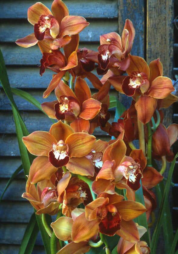 Cymbidiums are cool weather orchids. In this Plantrama episode we talk about how to keep them alive and blooming from year to year.