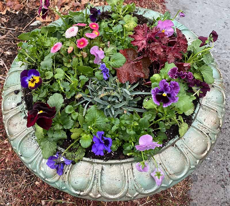 Bellis perennis flowers are pink and white and are combined with pansies that are purple and yellow.