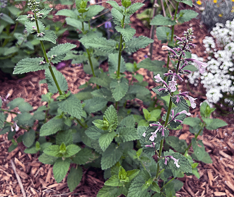 Foliar Feeding, Forks in the Garden and Auto-Flowering Cannabis
