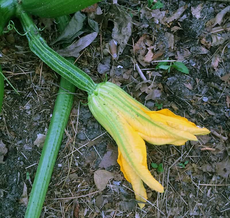 A zucchini is developing just below the yellow female flower.