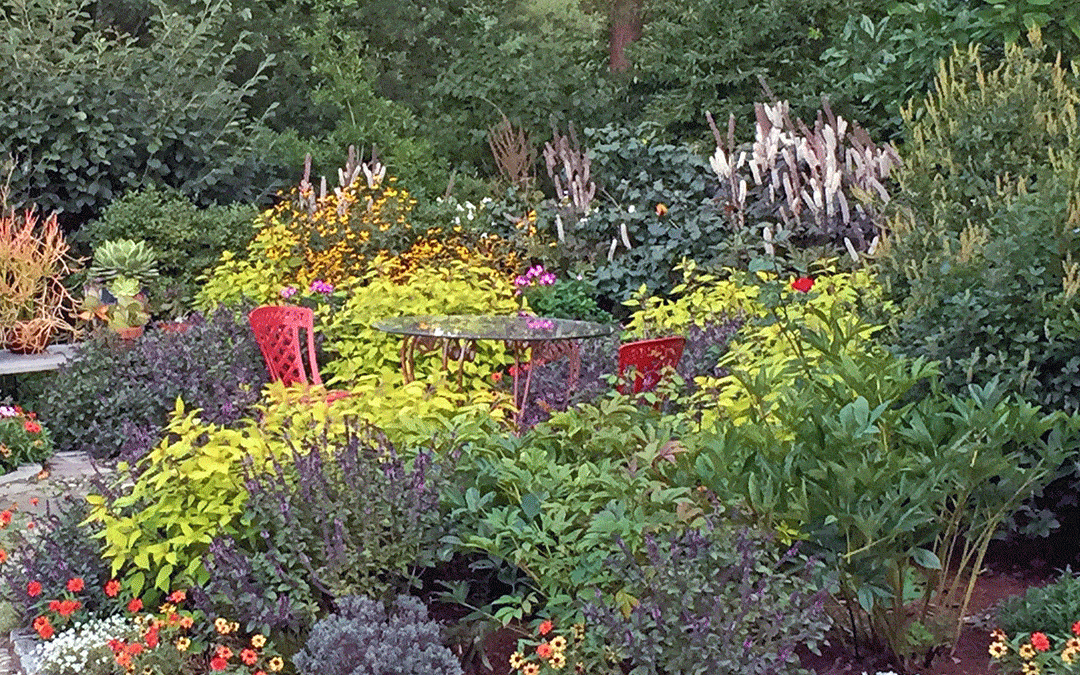 The tall white spires of Actea 'Brunette' can be seen on the right in this fragrance garden, while the shrub in the back left is a witchhazel, one of Ellen's favorites for winter scents.