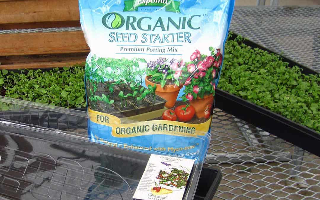 growing micro-greens at home
