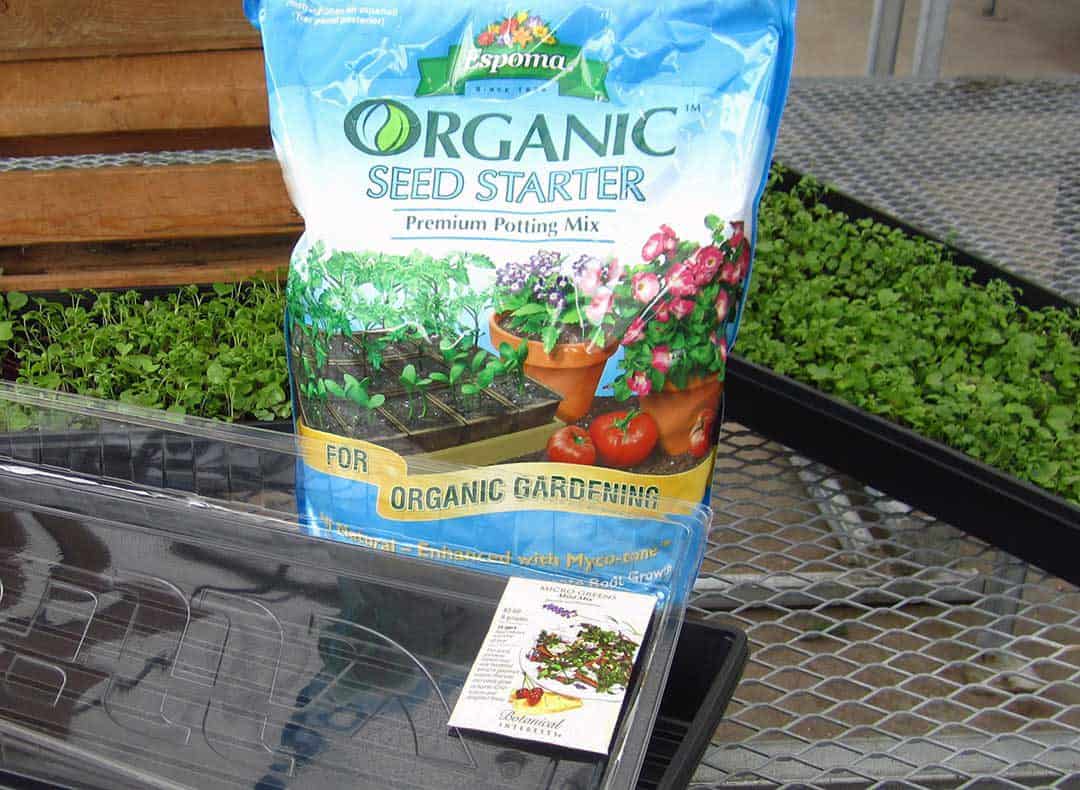 growing micro-greens at home