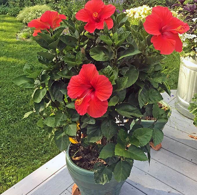 Tropical Hibiscus, Plant Gifts, and Cooking Dandelion Greens ...