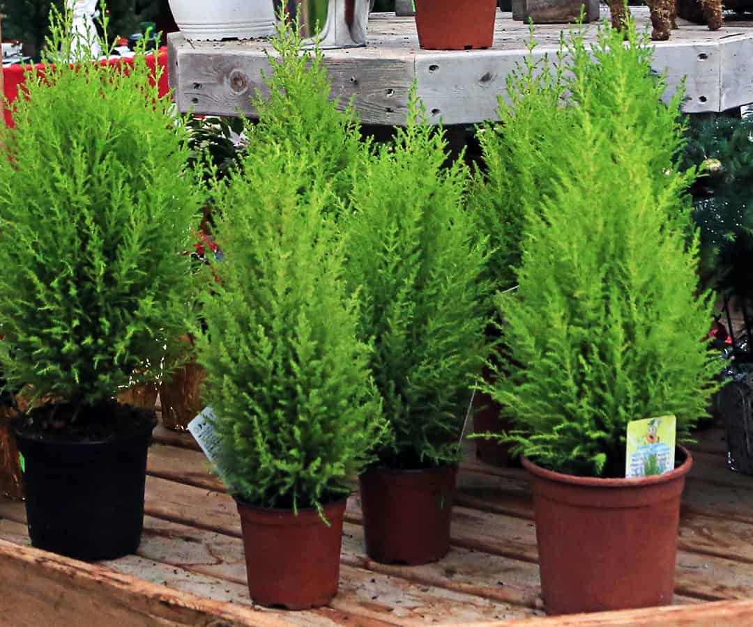 These plants are not hardy in the north but are easy to keep year to year.