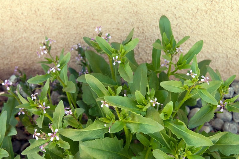 Musk mustard is an earthy flavored green that foragers pick in the spring.