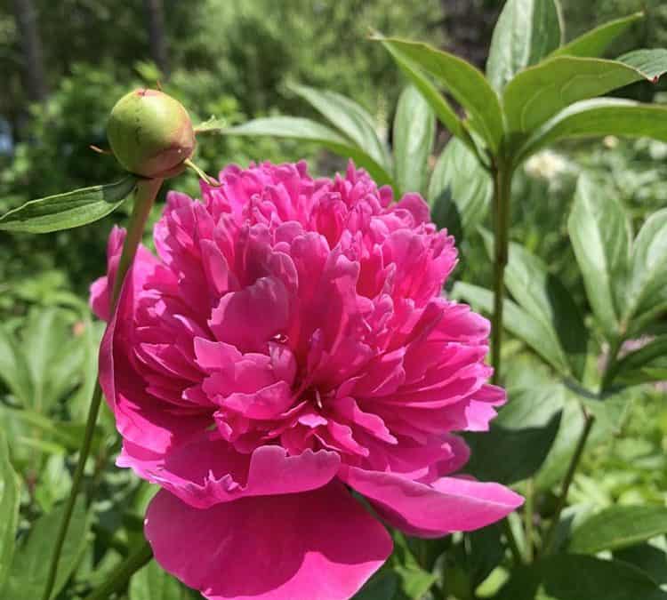 Omelets, Peonies, Oak Galls and Soap in the Garden