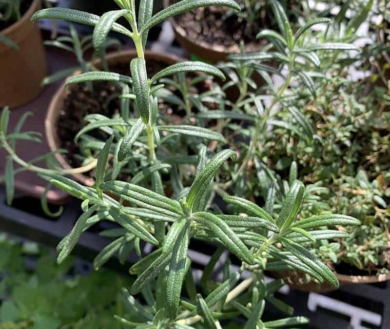 Preserving Herbs, Pruning Large Shrubs and Cannabis Not Budding