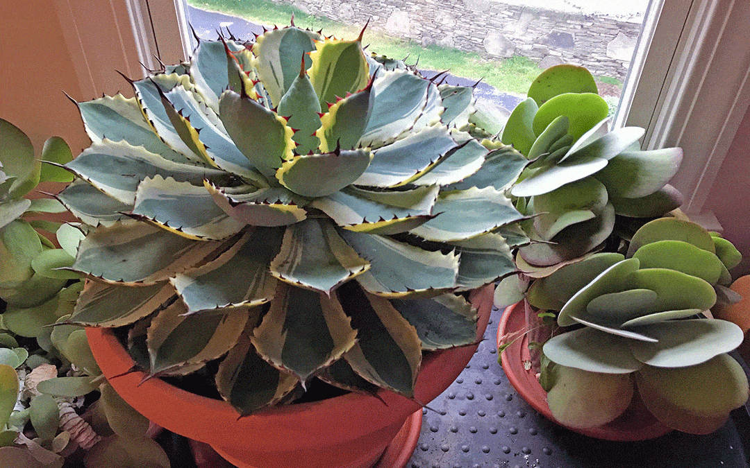 Today we talk about how to save the succulents you've grown outdoors, and why you'll want to do so. We also discuss moss and what's for dinner.