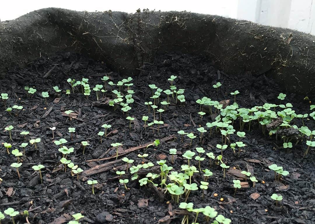 Smart Pots are great for starting plants early in cold frames or solar heated greenhouses because they can be transferred outside once the weather starts to get warmer.