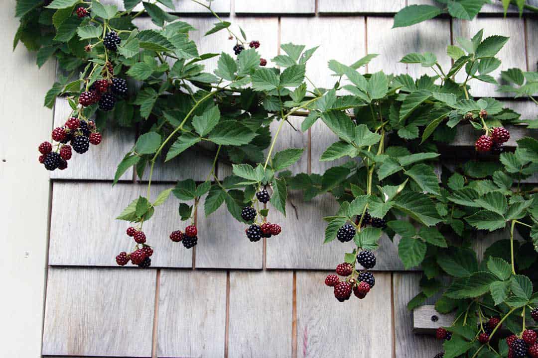Edible alternative to climbing roses.