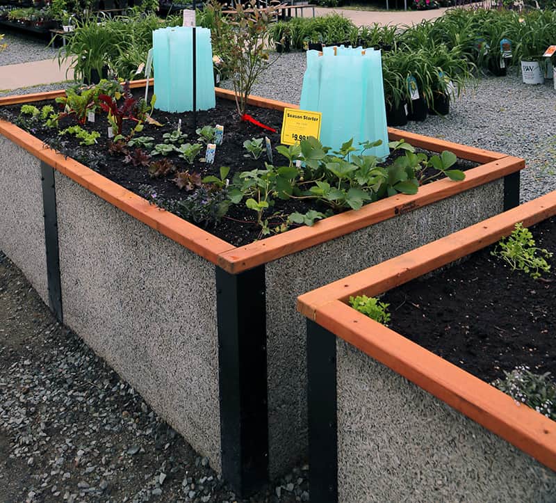 Blue plastic structures that get filled with water to protect plants.