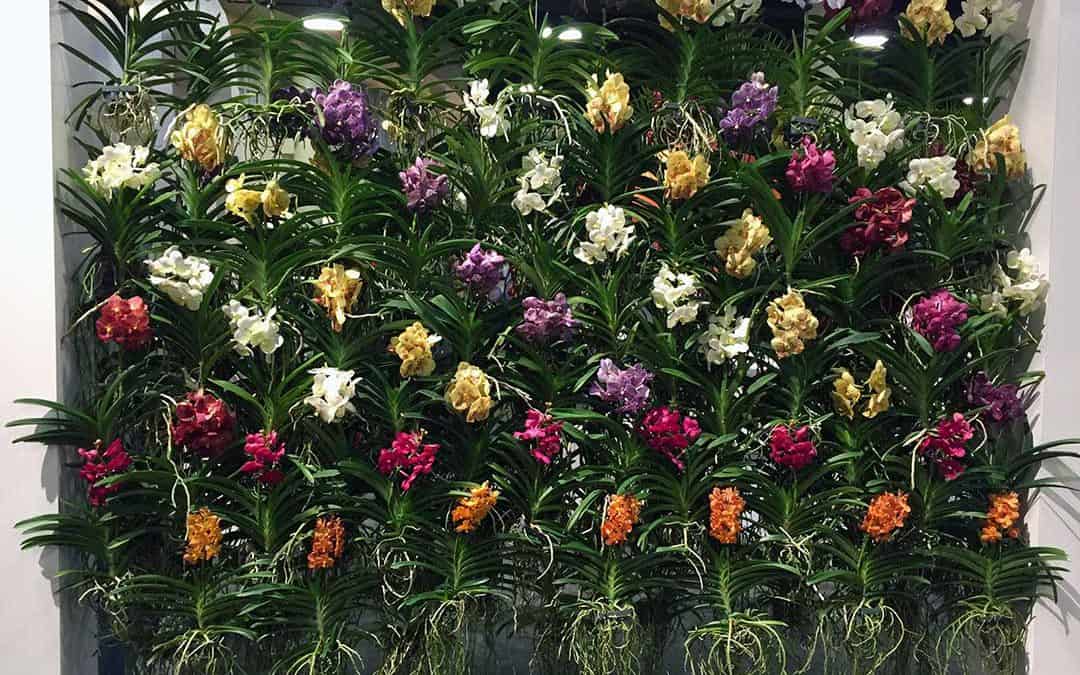 Amaryllis, Breathing Room, and the Art, Science and Dinner of Orchids