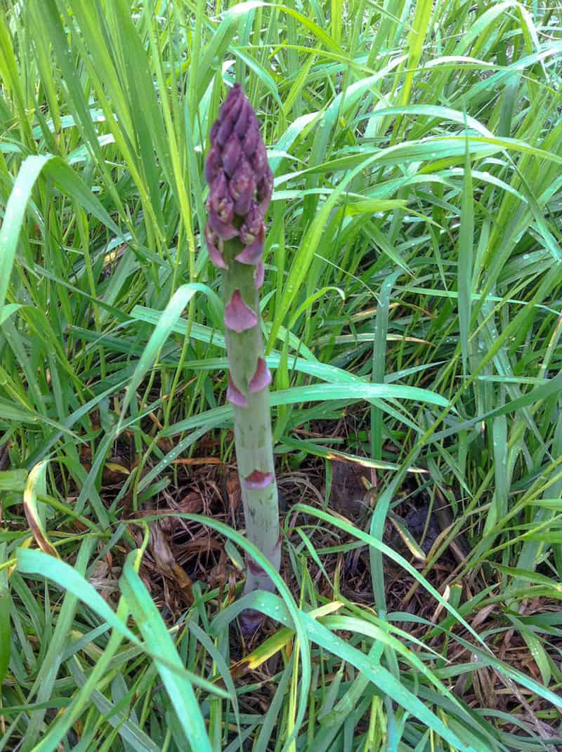 spear of wild asparagus growing amid grasses.