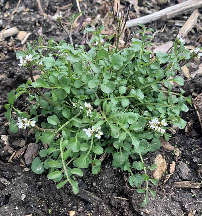 wild bittercress showing tiny white flowers on upright stems.