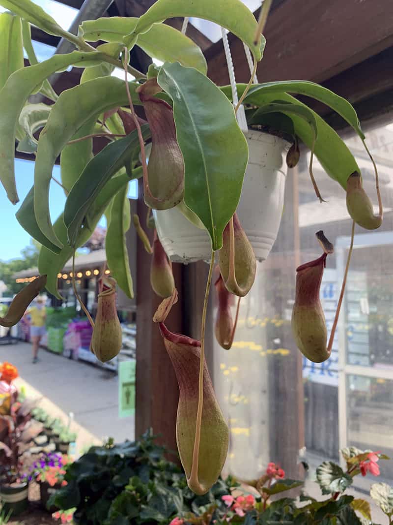 a pitcher plant, which is one type of carnivorous plant